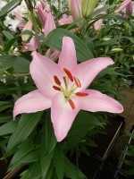 [4344 Sheila TLS VZ No102.JPG]